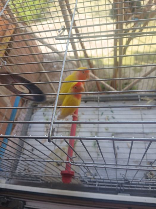 Попугаи неразлучники