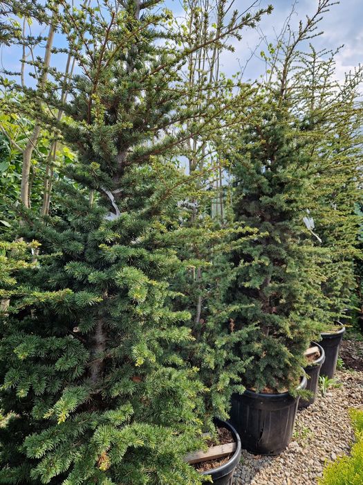 Plante ornamentale,  tuia, mesteacan   tei, platan, catalpa, photinia,