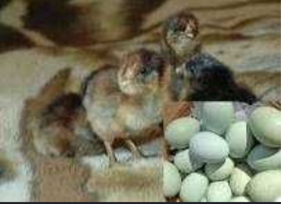 Amerikano tovuqlariga buyurtma olamiz