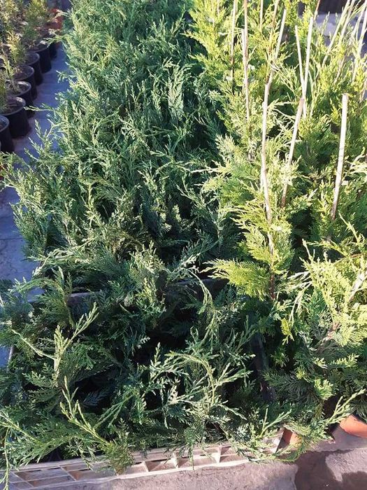 Leylandi chiparos 30-110 cm, calitatea,  nu e fir subtire