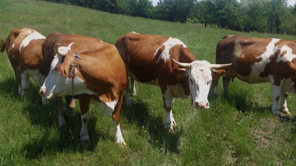 Vaca/ juninca geatanta de vanzare