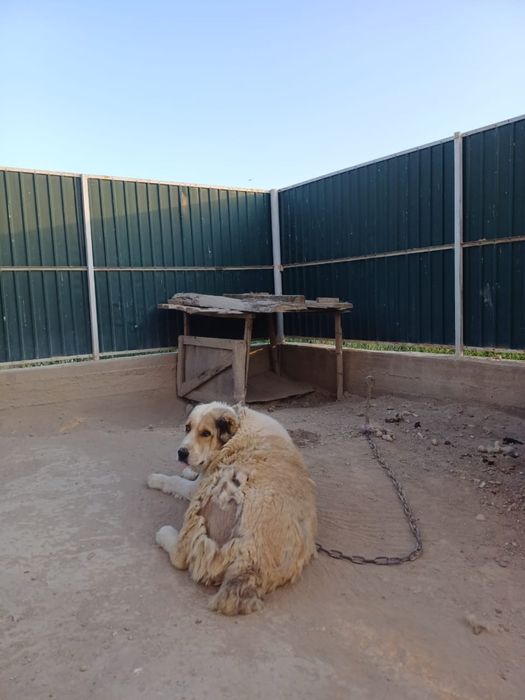 Алабай ұрғашы сатылады