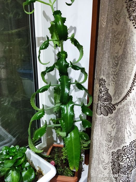 Продам коланхоэ  лечебный