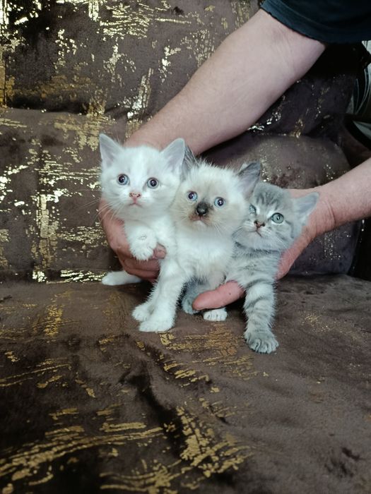 Отдам котят в добрые руки