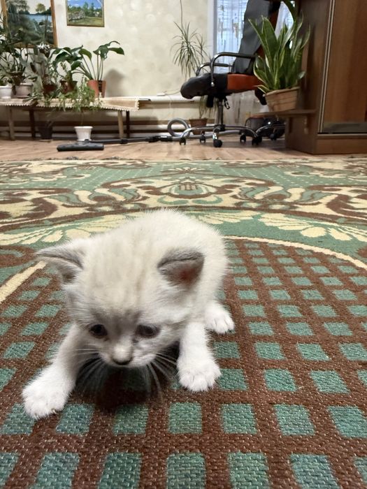Отдам котенка в добрые руки