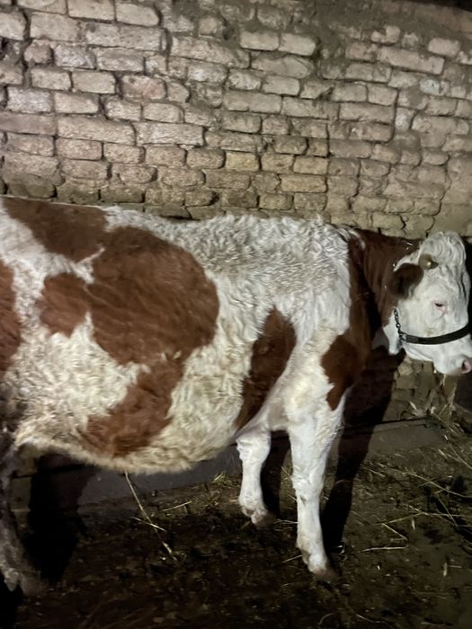 Se vinde juninca baltata romaneasca gestanta