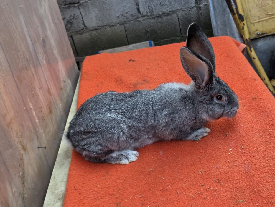 Mascul si femelă  Uriaș German Chinchila