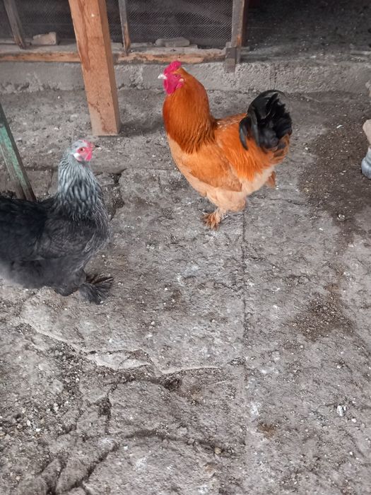 Петли за продажба