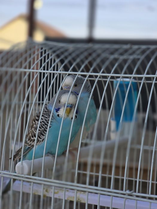 Папугай  сатылады