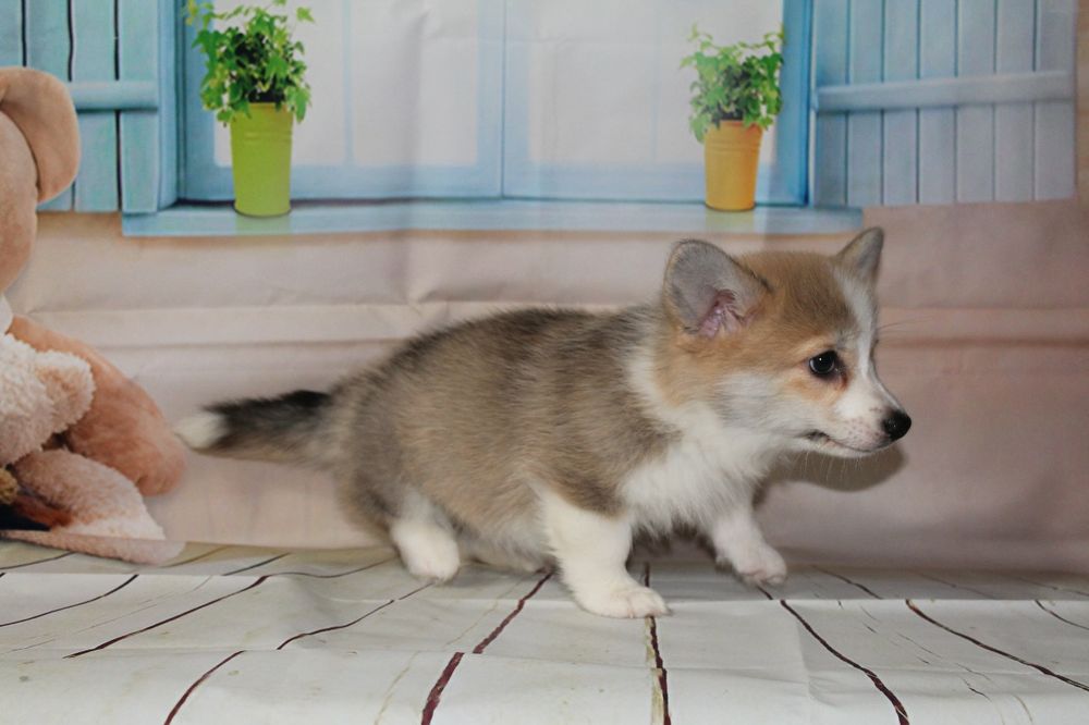 Продам щенков вельш-корги пемброк,рассрочка каспи 0 0 12