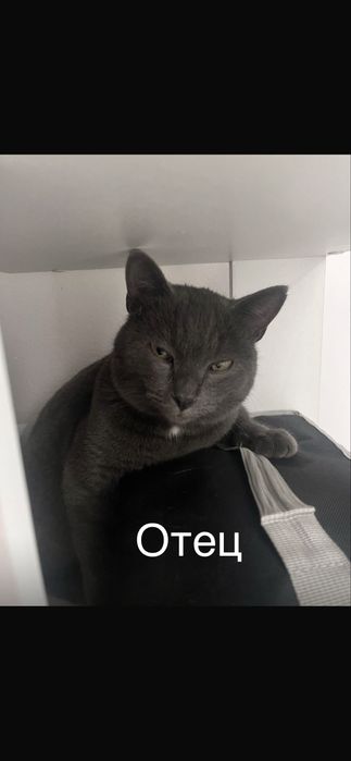 Отдам котиков в добрые руки!