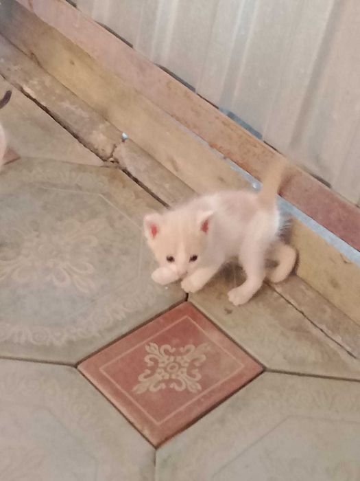 Котята в добрые руки (все мальчики)