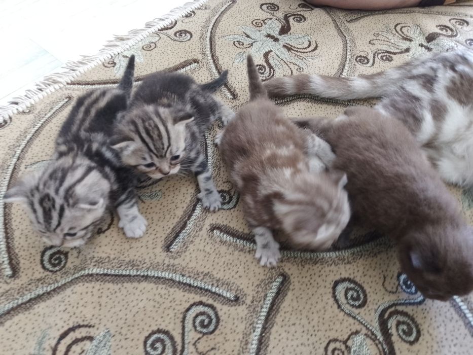 Котята - британцы