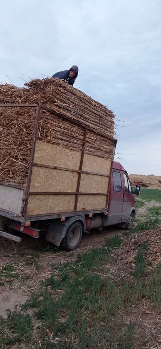 Қамыс (маты плита)