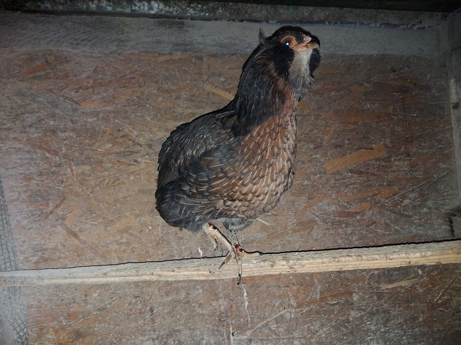 Araucana Sălbatic