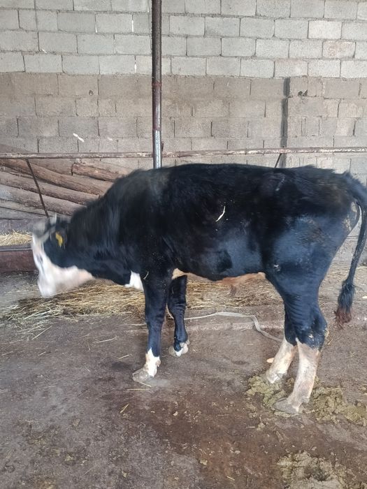 Еркек тана сатылады