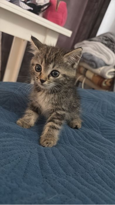 Отдам котенка девочку