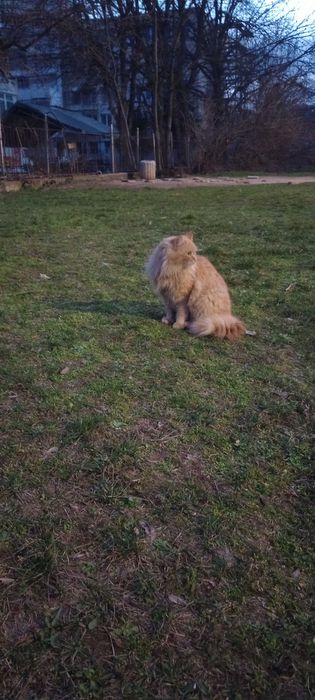 Котенца на една годинка търсят дом.