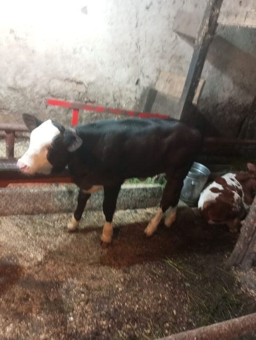 Vand juninci la prima fatare cu vitei sau fara, blande.