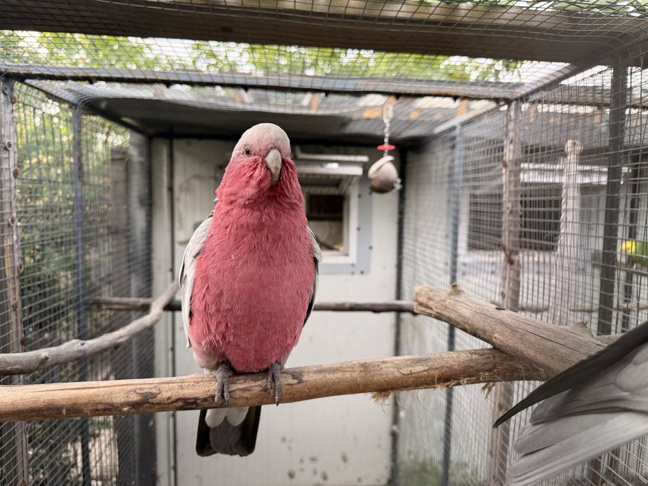 Pui papagal rosa kakadu crescut la seringa
