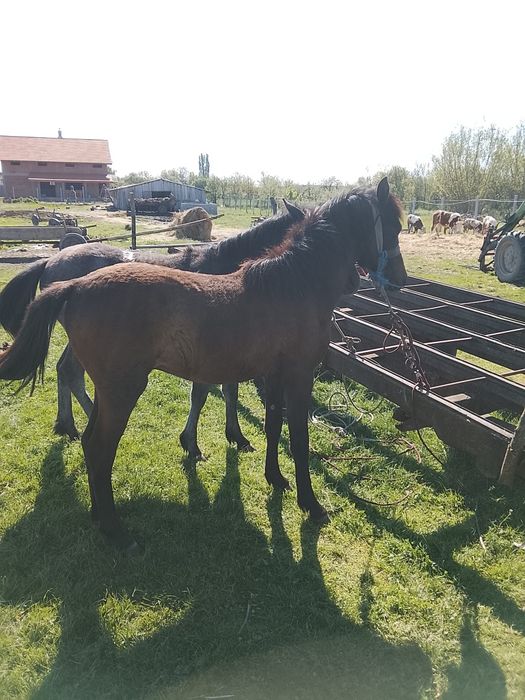 Schimb sau vând 2 mânji