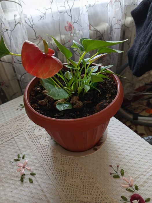 Продам комнатные цветы
