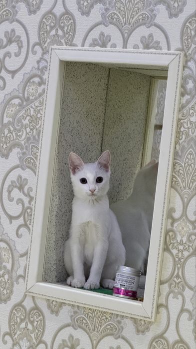 Хорошая умная,нежная девочка по имени Укроб.