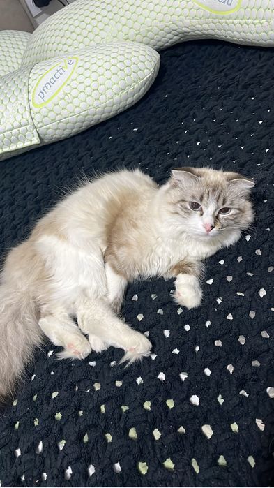 Отдаем кошку в добрые руки