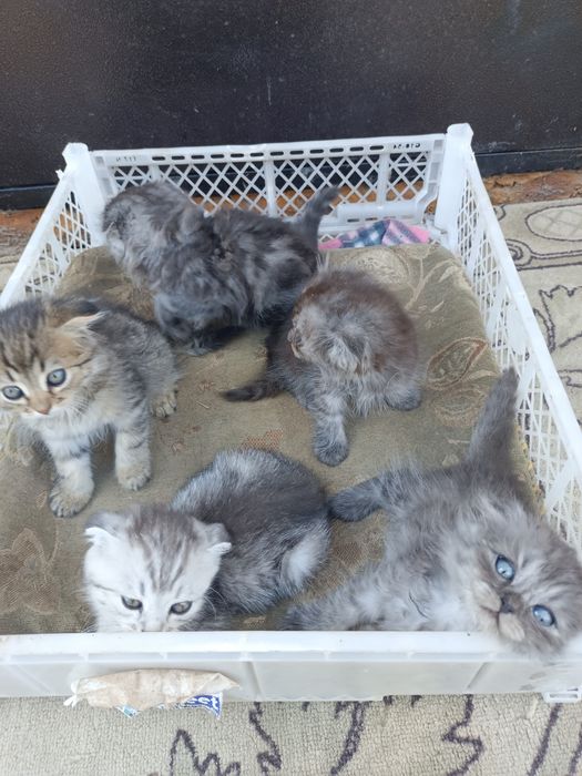 Котята отдам в добрые руки