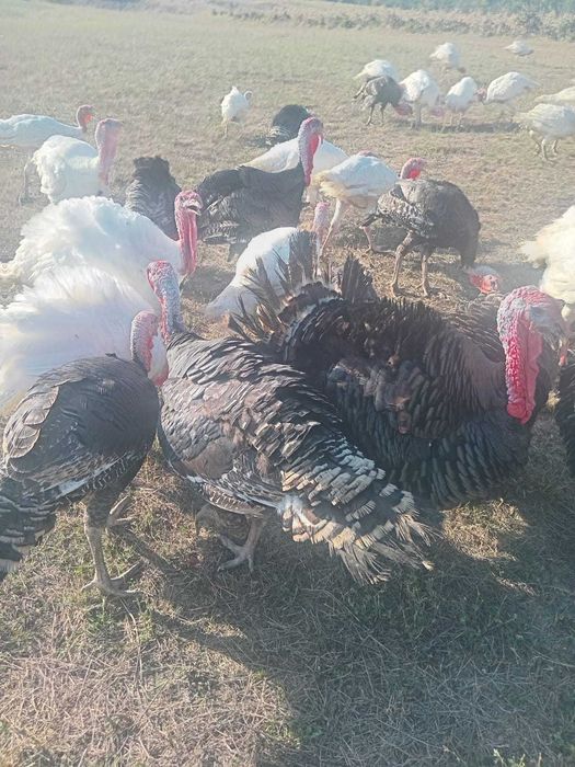 Oferta vand curcani 32 lei/kg