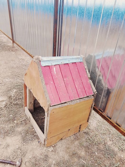 Итің үйшігі сатылады