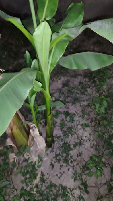 Банан кучатлари кичик урта ва катта холатдагиси