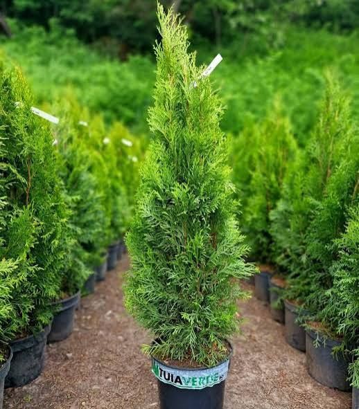 Tuia smaragd mai multe marimi