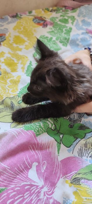 Отдадим котят в хорошие руки.