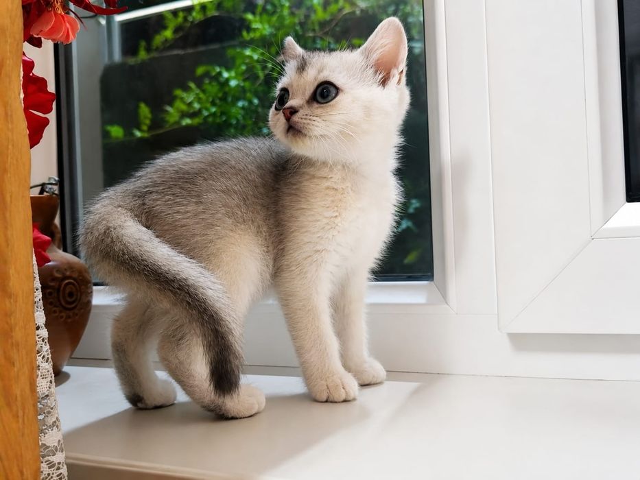 Шотландские котята мальчики и девочка