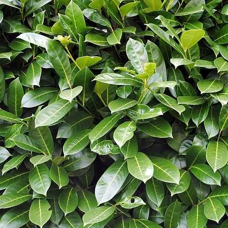 LEMN CAINESC / Gard viu / Pentru o mai mare verdeata in curte