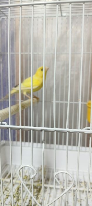 Канарейки лимонного цвета