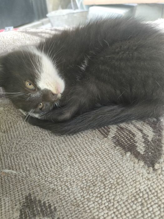 Котята от мам крысоловов