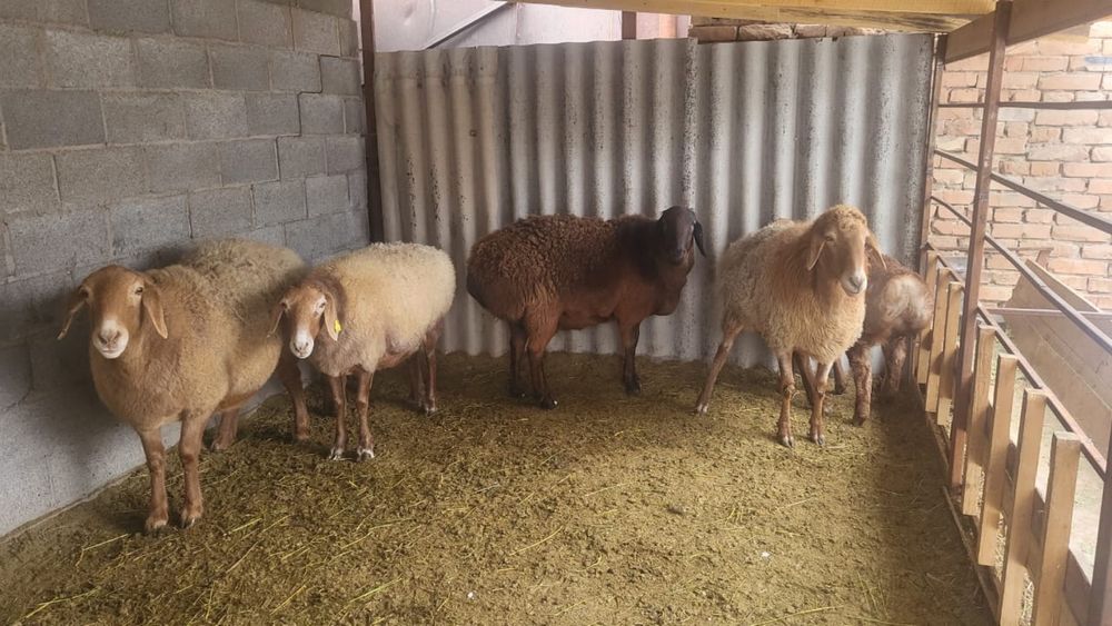 Продам маток котные