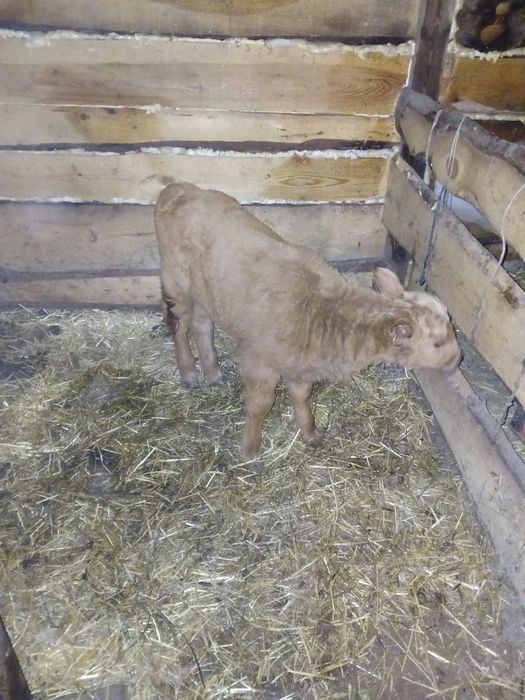 Телёнка телята продам