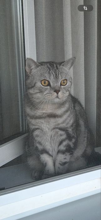 Отдам любимого кота в добрые руки