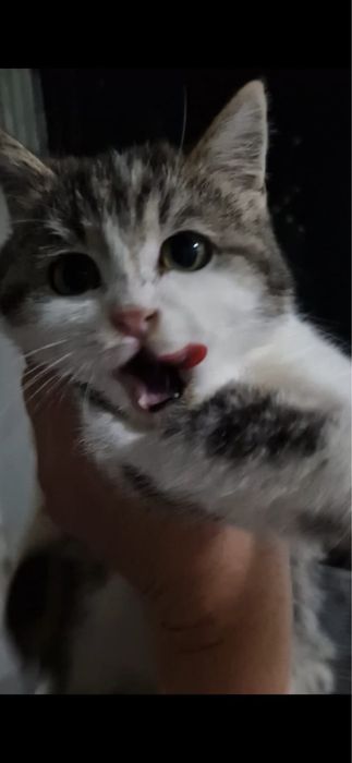 Ищкт дом котята мальчики и девочки