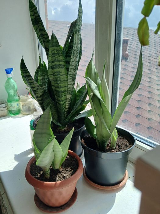 Продам сансеверия