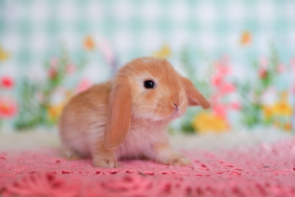 Вислоухие крольчата