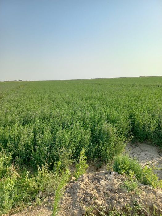 Семена люцерны !