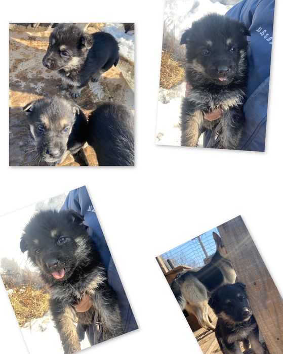Отдам щенят европейской овчарки