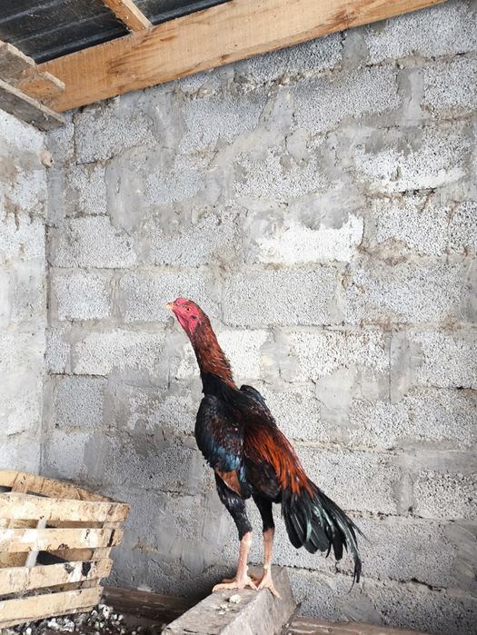 Продается петух спаринга нет