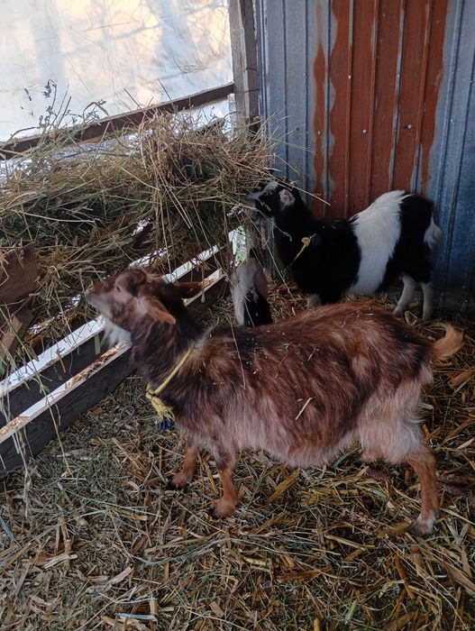 Vând 3 capre tinere