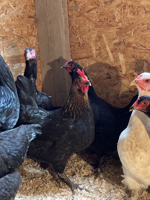 Домашний тауықтар сатылады