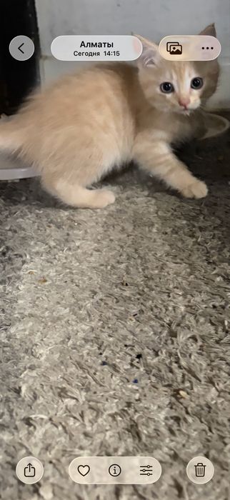 Отдам котят в добрые руки
